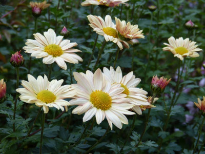 2016-10-20 Chrysanthemum 3.jpg