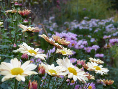 2016-10-20 Chrysanthemum 2.jpg