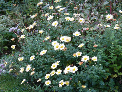 2016-10-20 Chrysanthemum 1.jpg