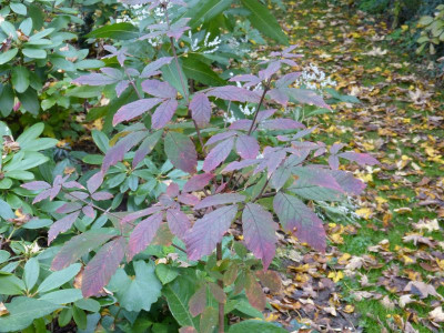 2016-10-20 Acer maximowiczianum nikoense.jpg