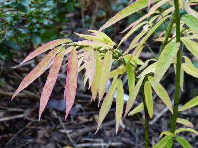 2016-10-20 Euonymus cornutus quinquecornutus.jpg