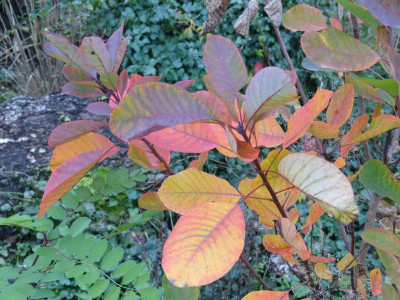 2016-10-20 Cotinus obovatus 'Grace'.jpg