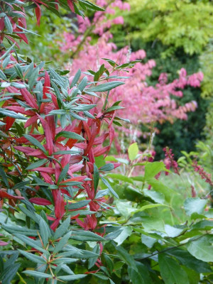 2016-10-20 Berberis julianae.jpg