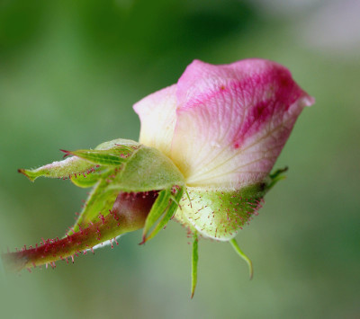 Rose-sinnlich-2.jpg
