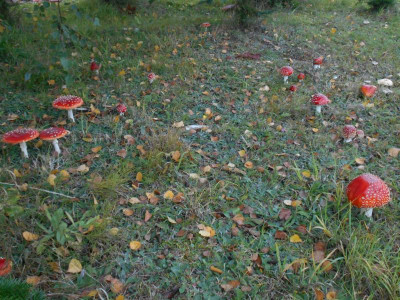 Fliegenpilz1.JPG