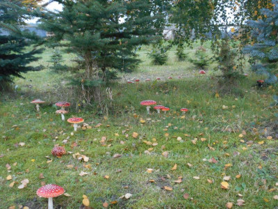 Fliegenpilz3.JPG