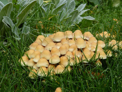 2016-10-16 Pilze.jpg