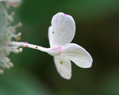 Hydrangea-paniculata-Makro.jpg