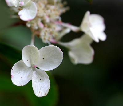 Hydrang.-paniculata-Makro-3.jpg