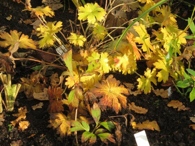 Geranium wlassovianum_4435.jpg