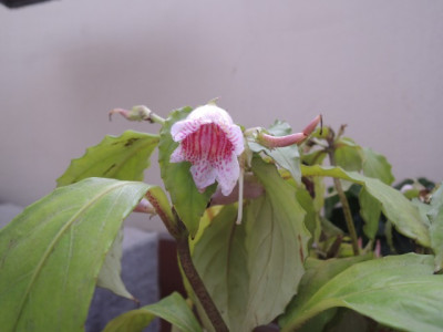 DSCN2233_1800.JPG