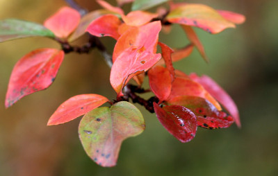 Herbstblatt-Kreation-3.jpg