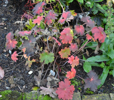 Geranium_wlassovianum-LakwijkStar.16-3.jpg
