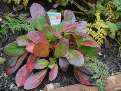 Bergenia-Flirt.16-1.jpg