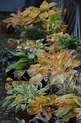 Hosta-Töpfe.16-8.jpg