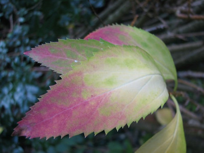 Herbstlaub25.10.06_029.jpg