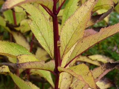 2016-10-21 Eupatorium.jpg