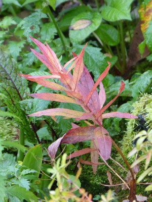 2016-10-21 Euphorbia 'Walenburg's Glory'.jpg