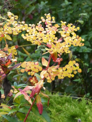 2016-10-21 Euphorbia cornigera 'Goldener Turm'.jpg