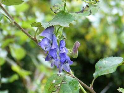 2016-10-21 Aconitum.jpg