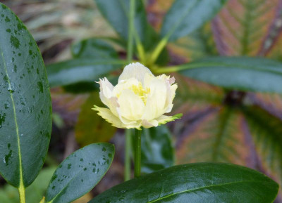 2016-10-21 Trollius x cultorum 'Alabaster'.jpg