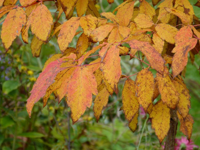 2016-10-21 Acer triflorum.jpg