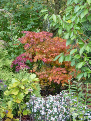 2016-10-21 Acer japonicum 'Aconitifolium'.jpg