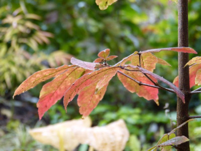 2016-10-21 Acer maximowiczianum nikoense.jpg