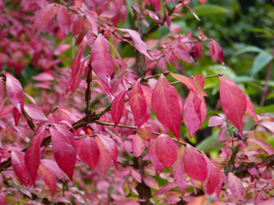 2016-10-21 Euonymus alatus.jpg