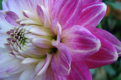 Dahlie-_25.10.06_021.jpg
