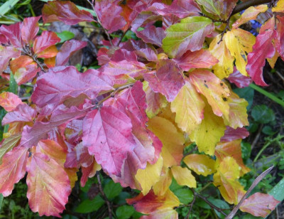 2016-10-21 Parrotia 'Felicie'.jpg