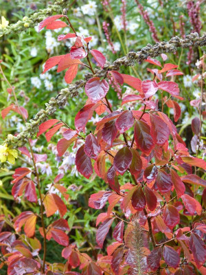 2016-10-21 Parrotia subaequalis.jpg