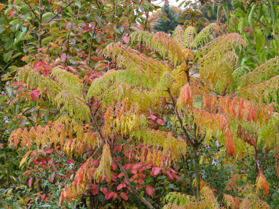 2016-10-21 Rhus typhina 'Tiger Eyes'.jpg