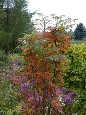 2016-10-21 Sorbus 'Autumn Spire'.jpg