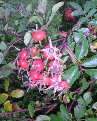 R._virginiana_hageb.jpg