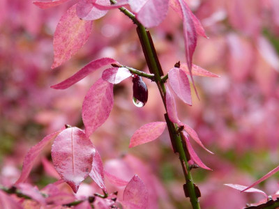 2016-10-21 Gartenimpressionen 2.jpg
