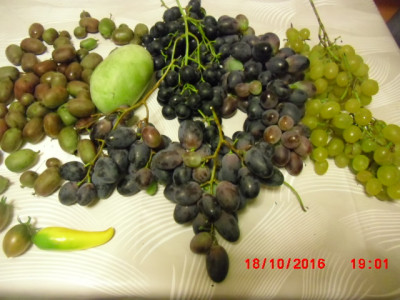 CIMG0161.JPG