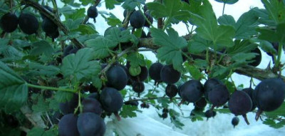 Schwarze_Honigbeere___Ribes_divarnicatum__a.jpg
