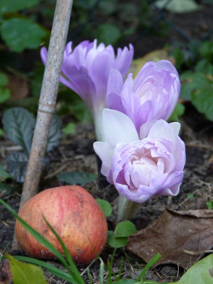2016-10-20 Colchicum 'Waterlilly'.jpg