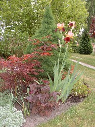 Iris_barbata_elatior_rotbraun_29.05.2005.jpg