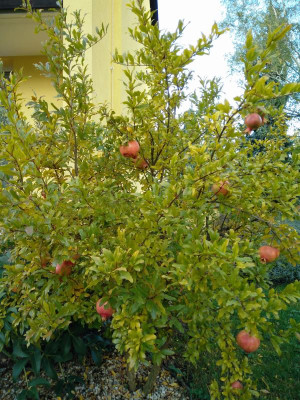 IMG_20161022_100119.jpg