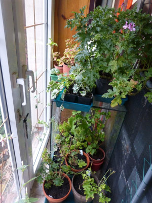 2016-10-22 Pelargonien.jpg