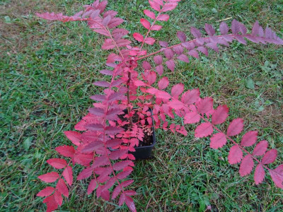 Sorbus koehneana Oktober 2016.JPG