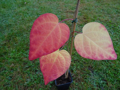 Disanthus cercidifolius Oktober 2016.JPG