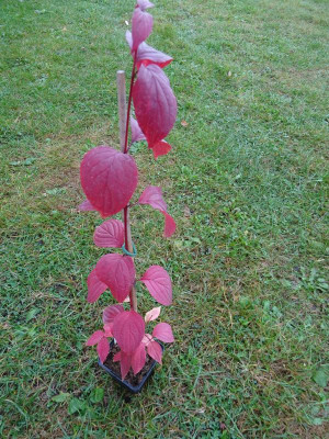 Cornus macrophylla Oktober 2016.JPG