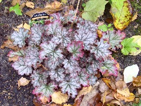 Heuchera_Fandango_29.10.06.jpg