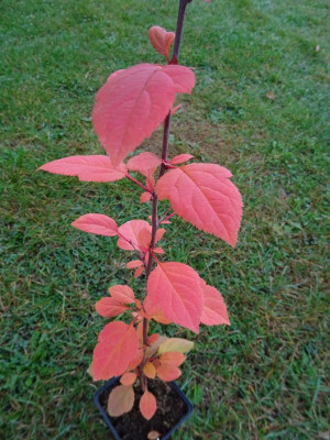Malus hupehensis Oktober 2016.JPG