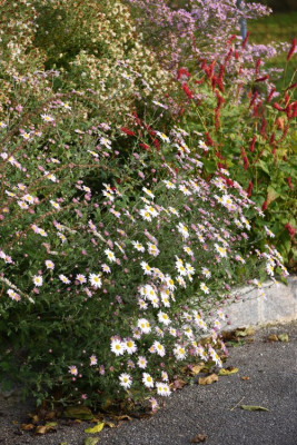 chrysant_hebe_16.jpg