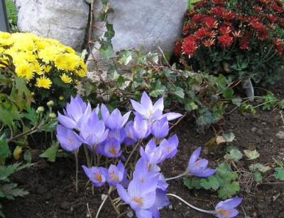 Crocus_spec.am_Kreuz_Okt.06.jpg