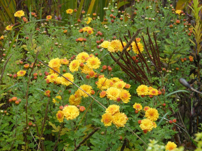 2016-10-23 Chrysanthemum 'Bienchen'.jpg